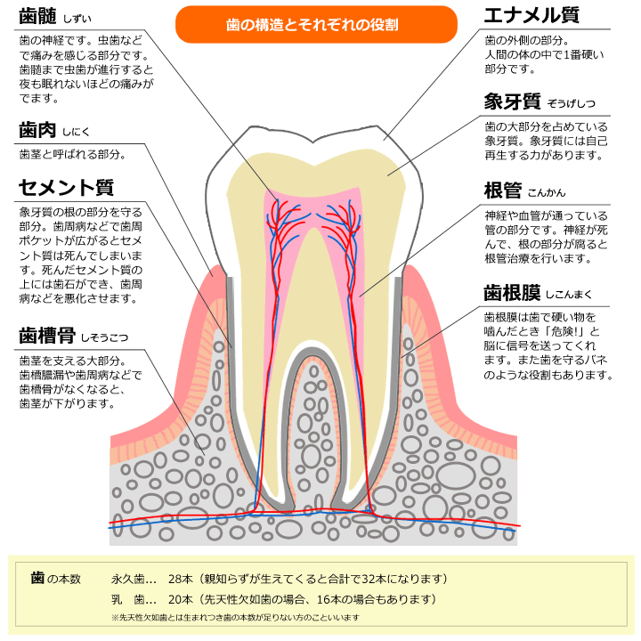 歯の構造と役割